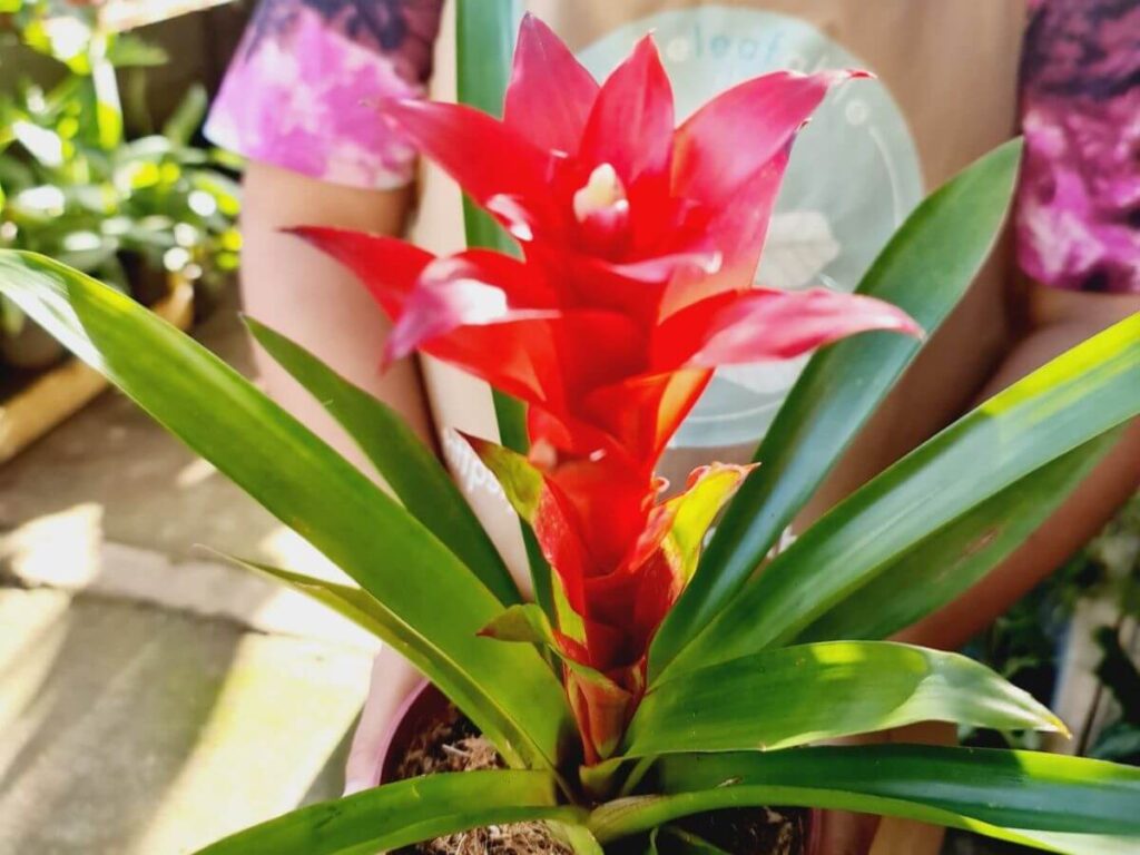 Bromeliad