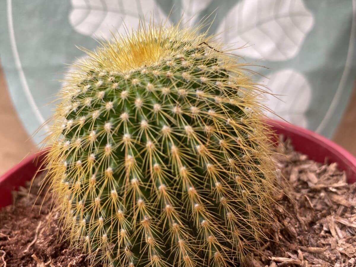 Cactus Low-maintenance and long-lasting gift.