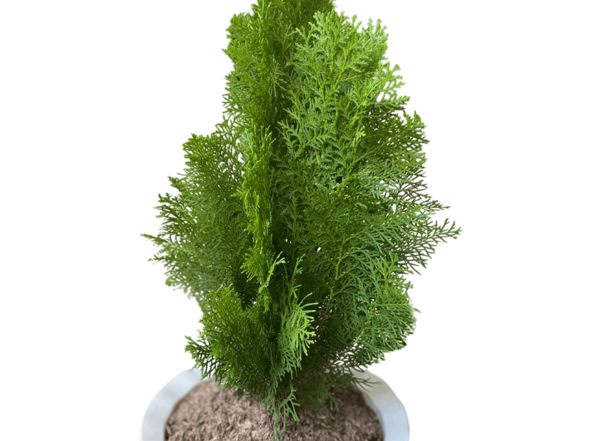 Perfect Christmas corner plant