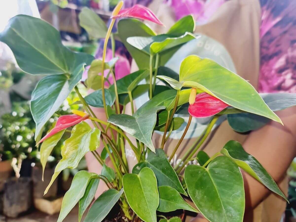 Heartleaf Philodendron Warm, decorative plant for personal gifting.
