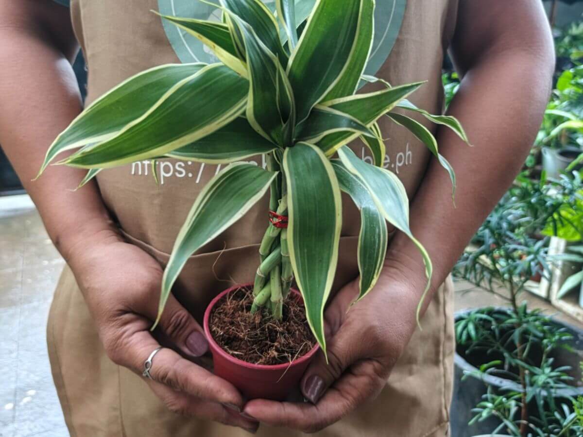 Lucky Bamboo Symbolizes good luck and prosperity.