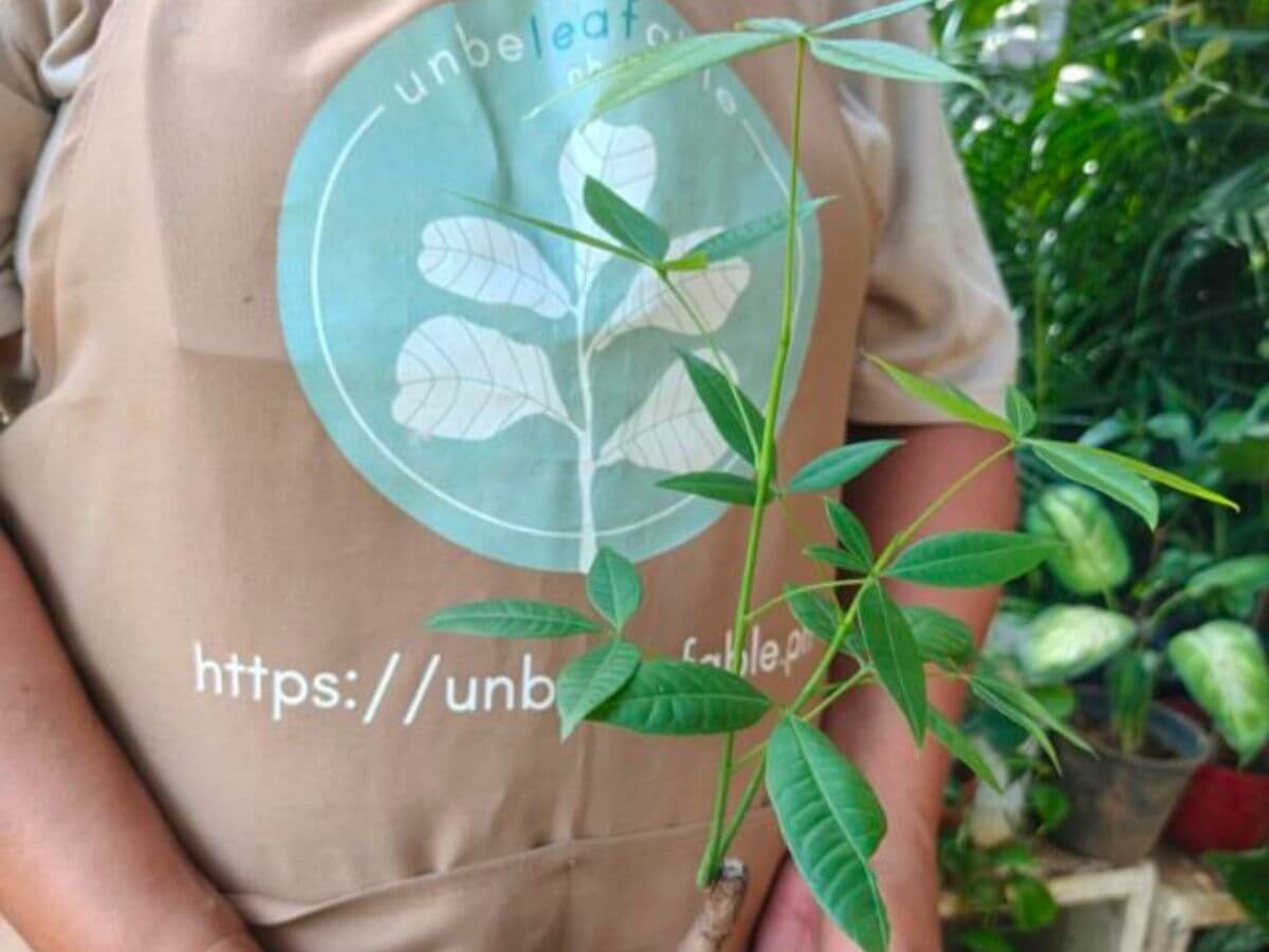 Money Tree Represents growth and positive fortune.