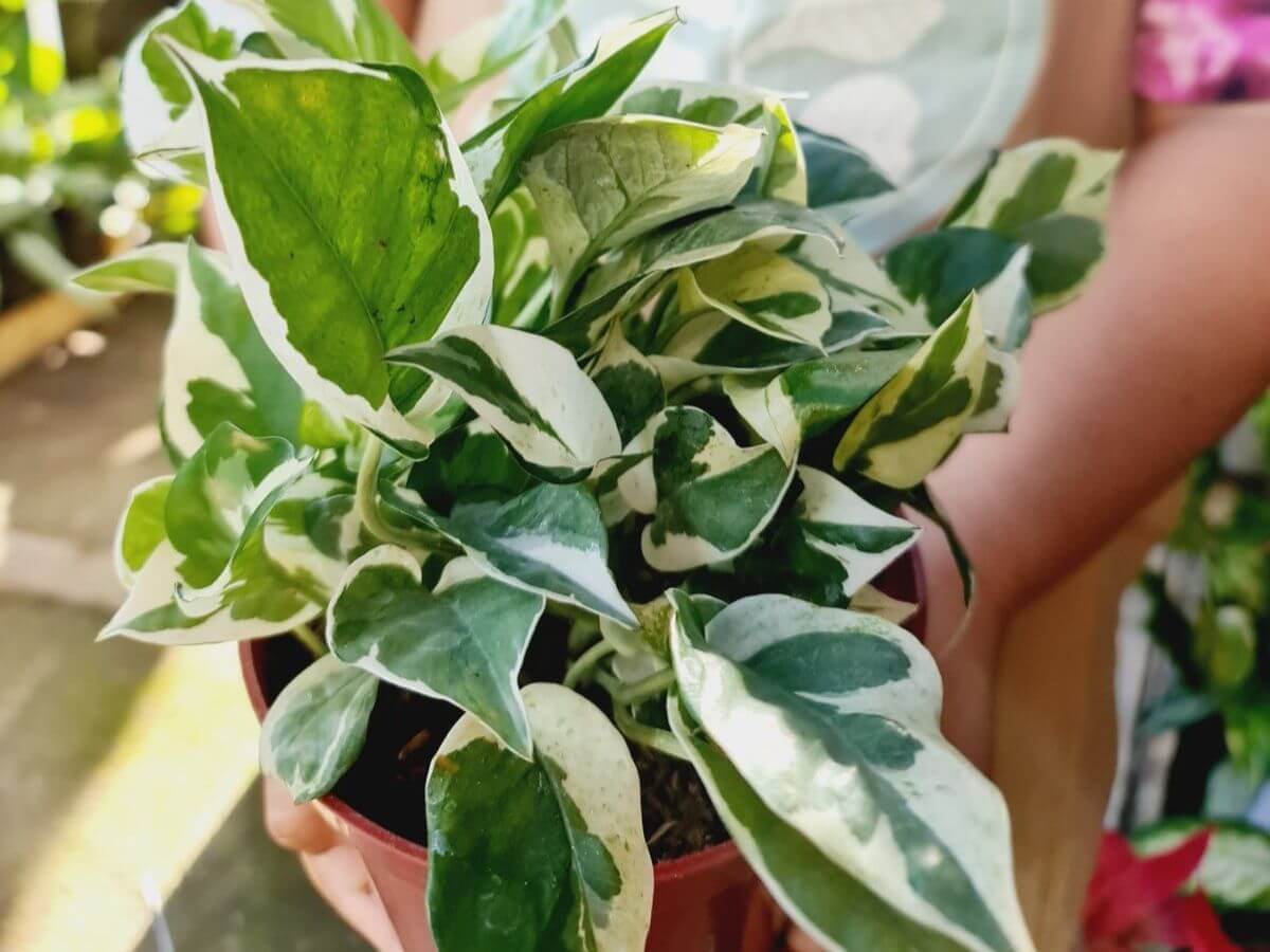 Njoy Pothos Easy-care indoor plant for small spaces.