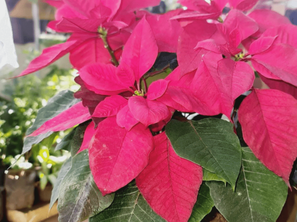 Poinsettia