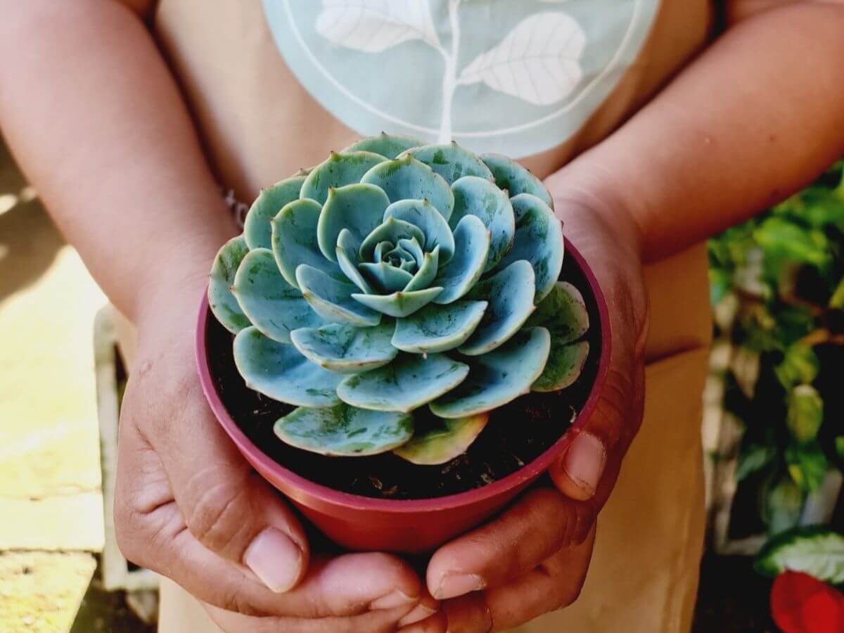 Rose Cabbage Festive ornamental plant with holiday appeal