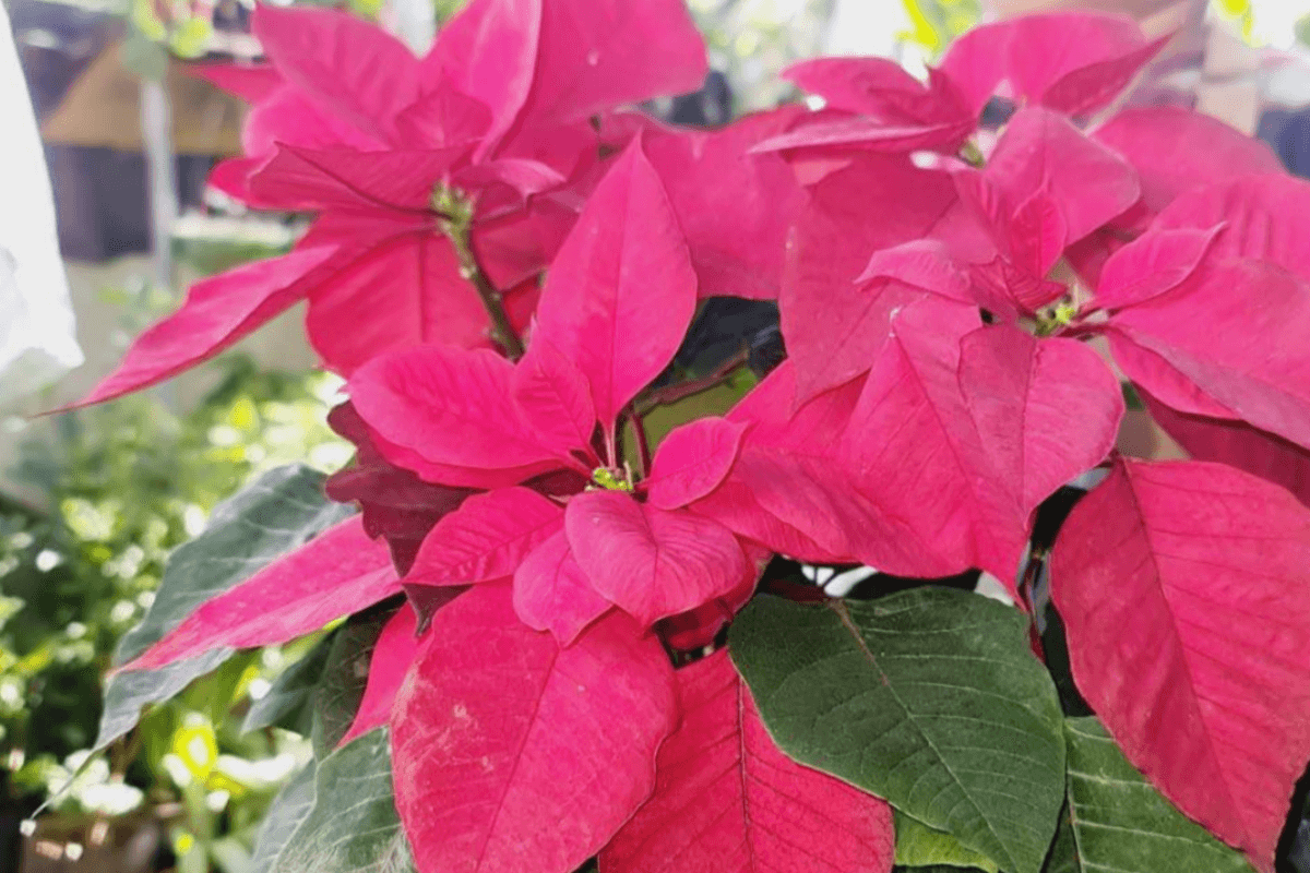 Healthy poinsettia plant care tips in the Philippines
