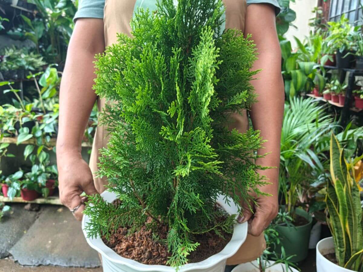 Cypress tree holiday decoration