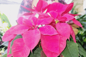 Red poinsettia for Christmas in Metro Manila home
