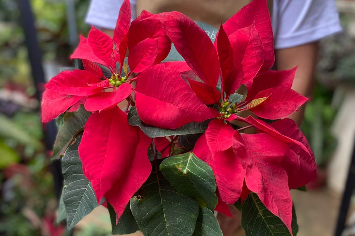 Why Your Poinsettias Aren’t Red After Christmas: Causes and Care Tips