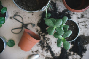 Top Mistakes Plant Parents Make — and How to Avoid Them