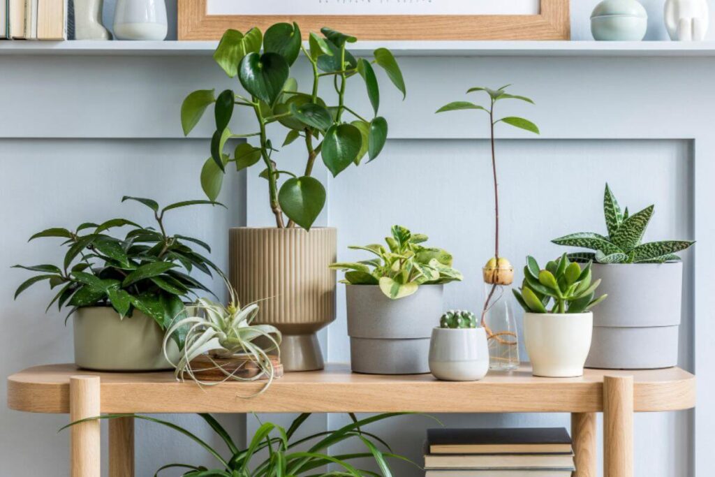 Indoor Plants That Purify Air and Reduce Stress in Your Home or Office