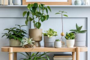 Indoor Plants That Purify Air and Reduce Stress in Your Home or Office