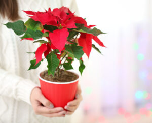 Why Your Poinsettias Aren’t Red After Christmas: Causes and Care Tips