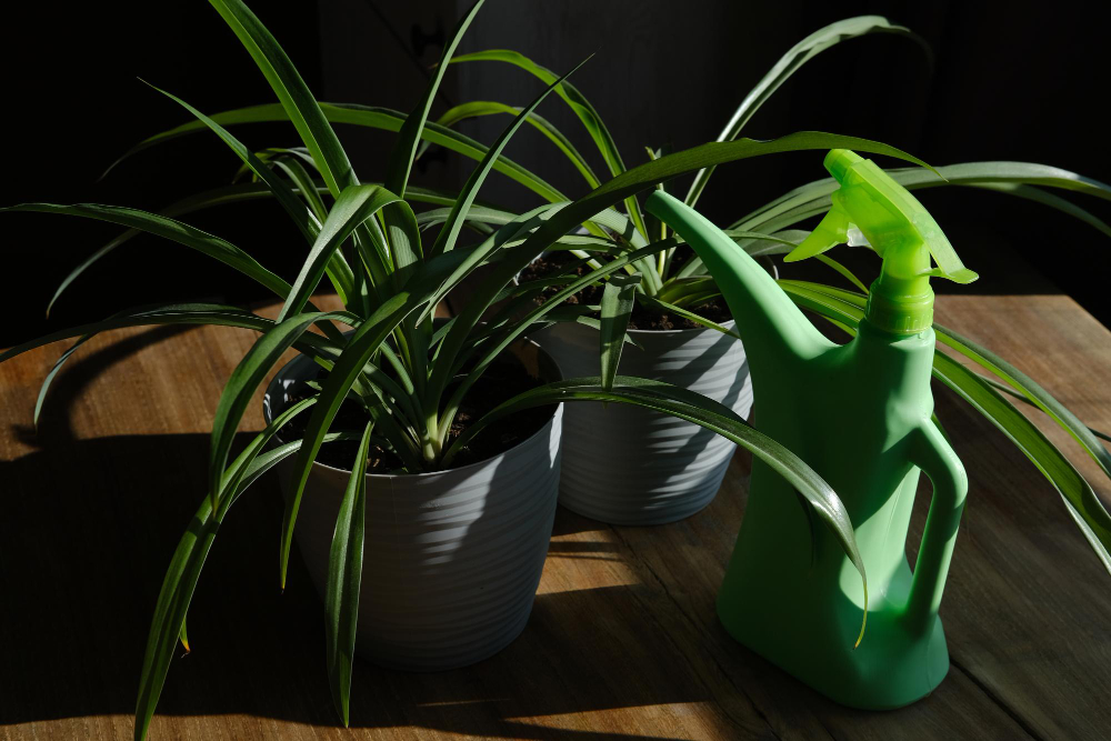 Plants That Can Survive in Low Light Office Spaces 2026 Lazy-Proof Greenery for Busy Workers