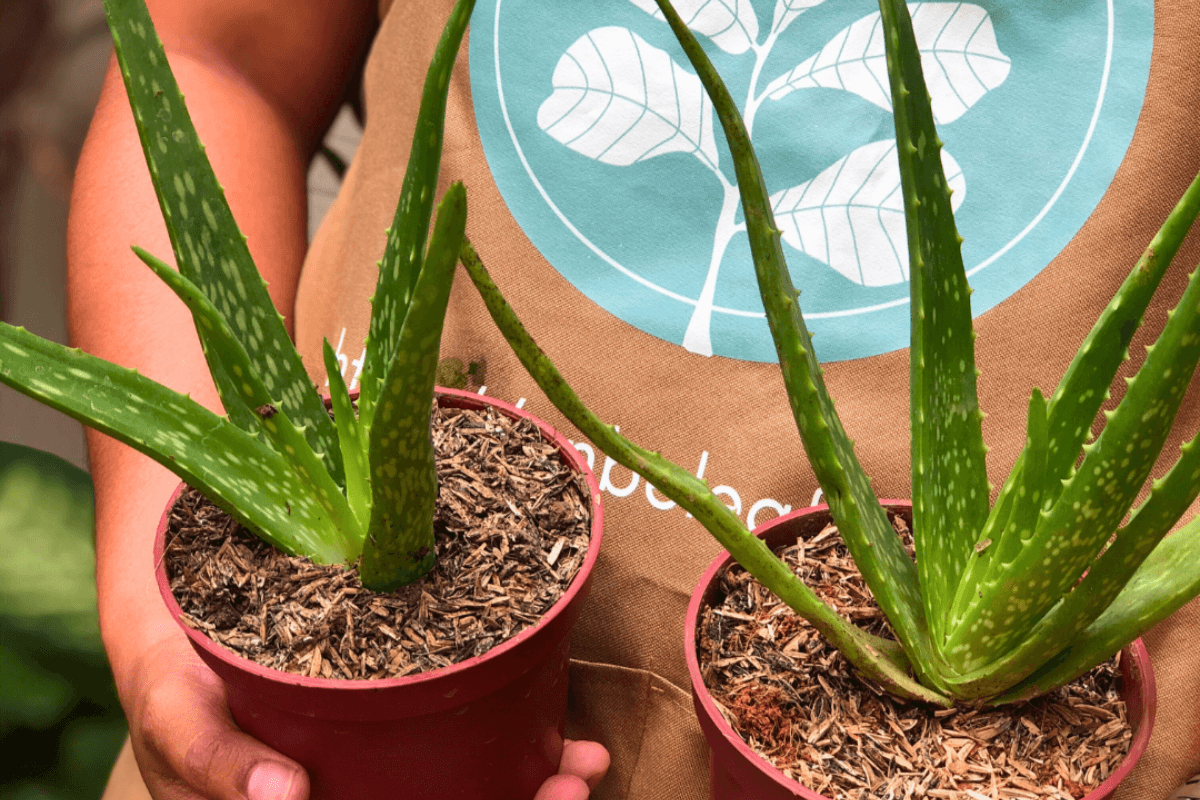 Aloe barbadensis miller