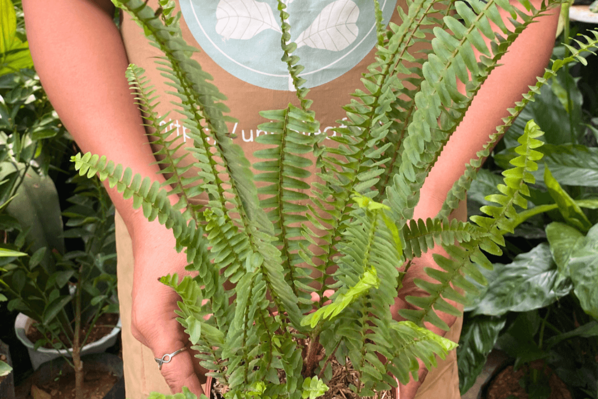 Nephrolepis exaltata