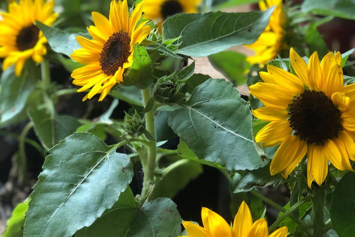 Dwarf Sunflower The Mini Sunshine of Your Life