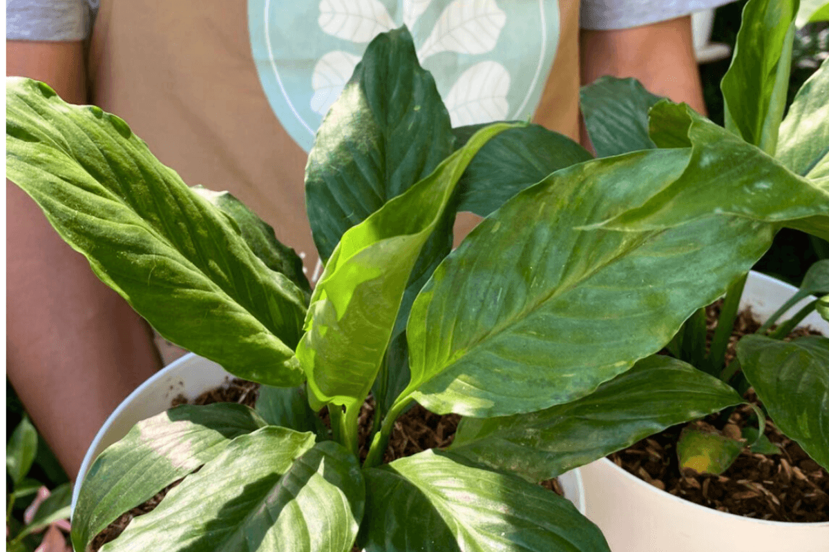 Spathiphyllum or Peace Lily
