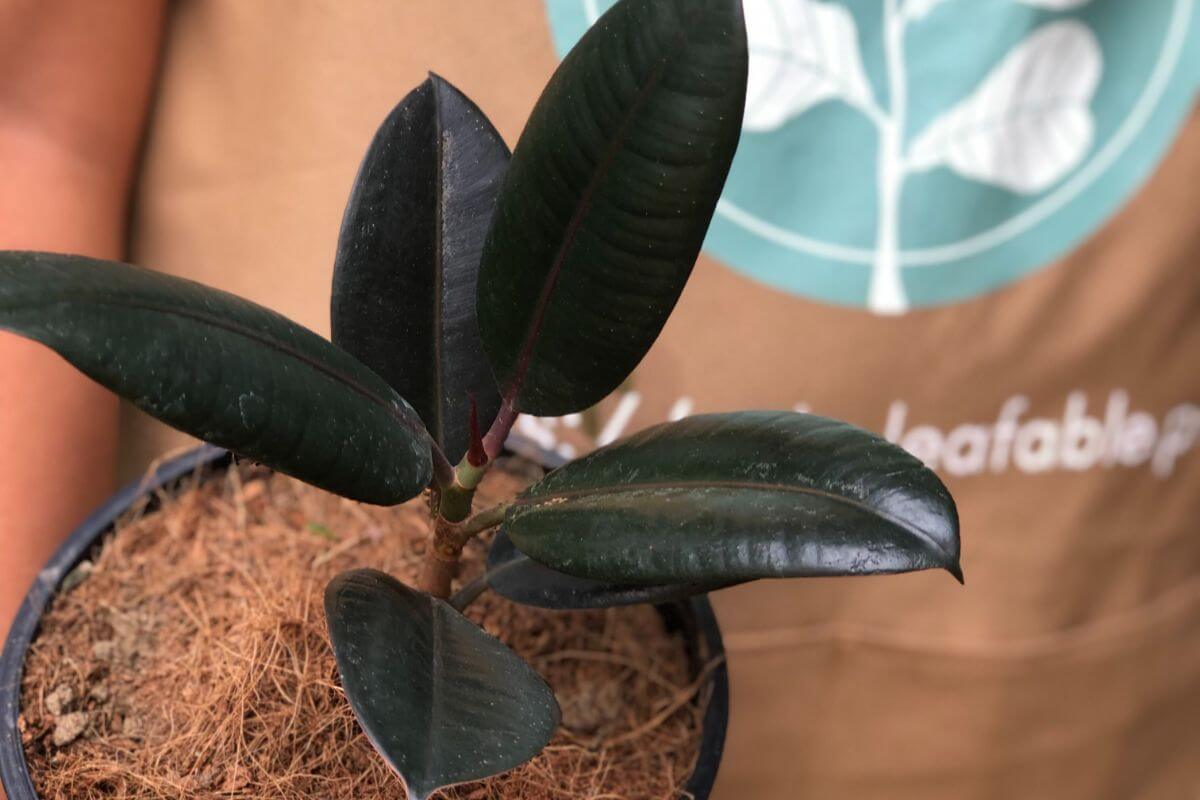 Ficus elastica