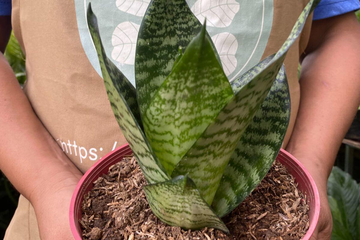 Snake Plant From Unbeleafable