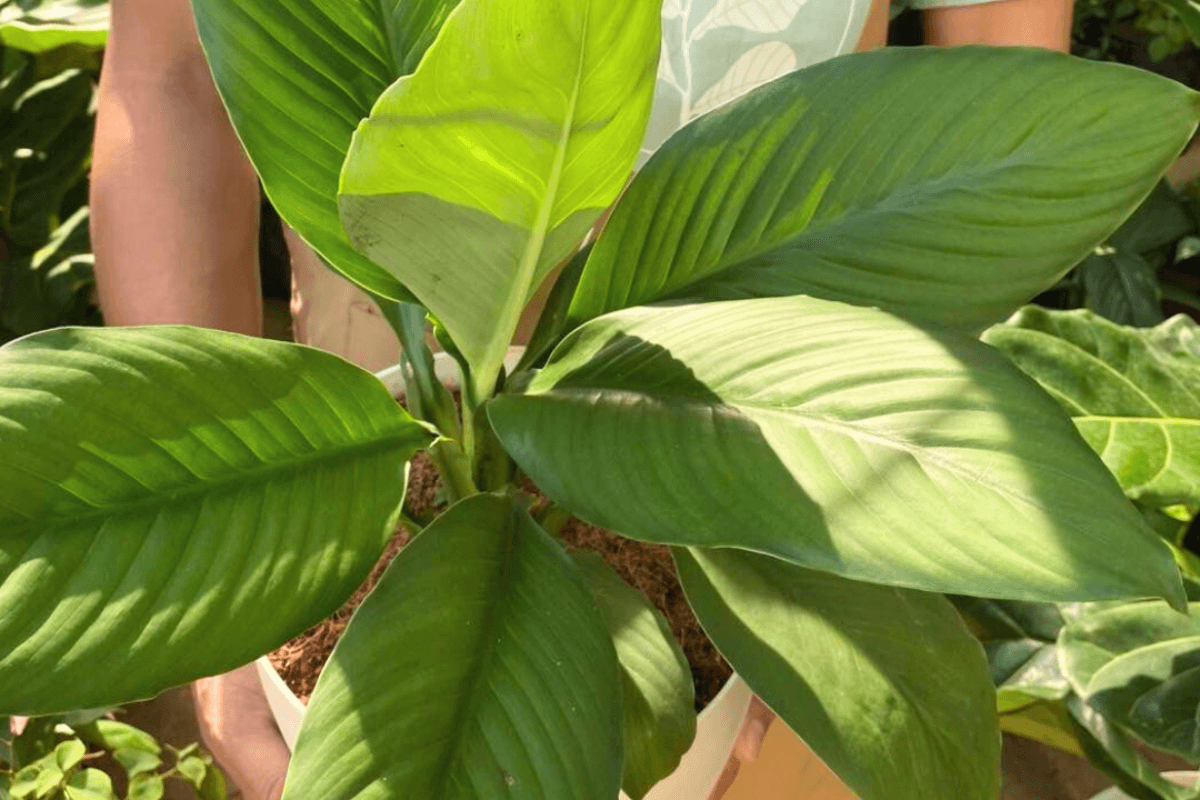 Sensation The Bold Foliage Hero