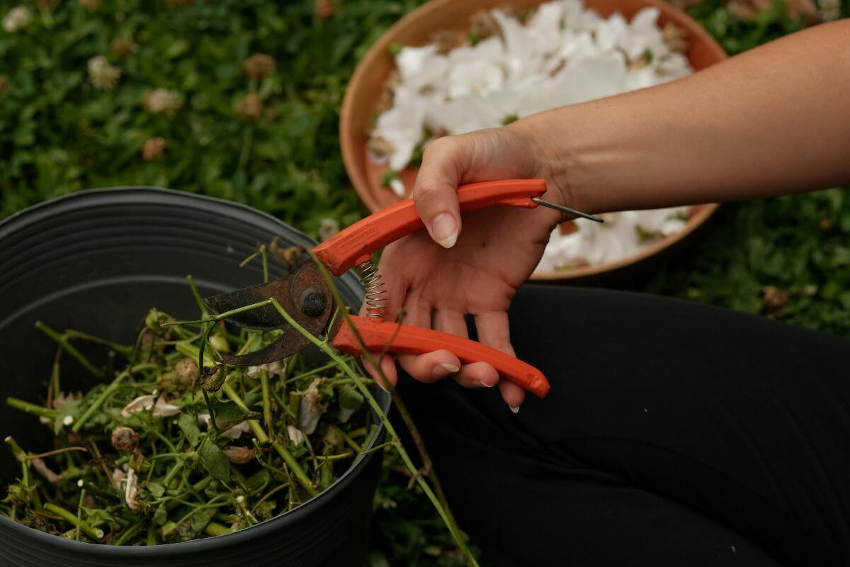 Skipping Pruning and Cleaning