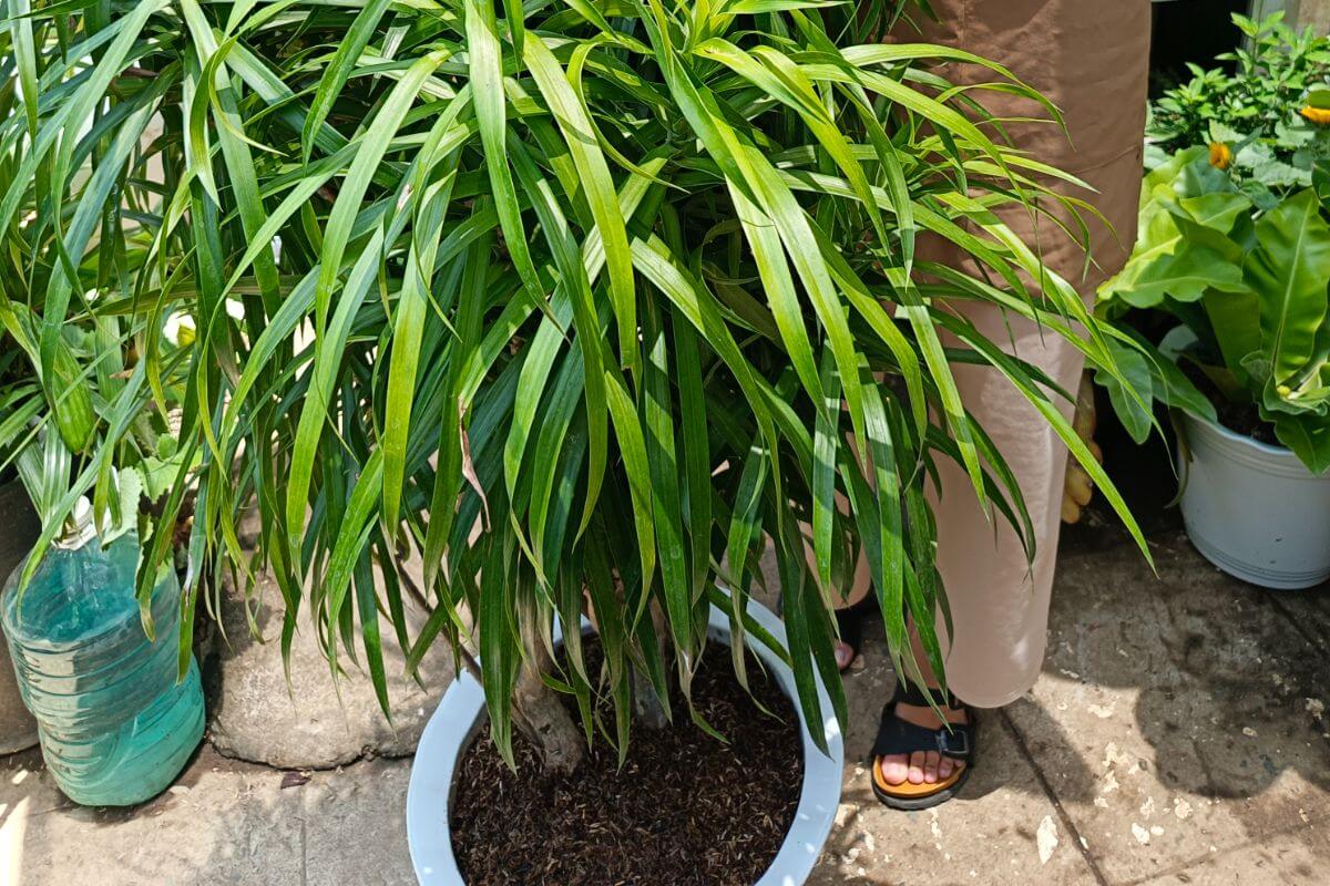 Dracaena Anita
