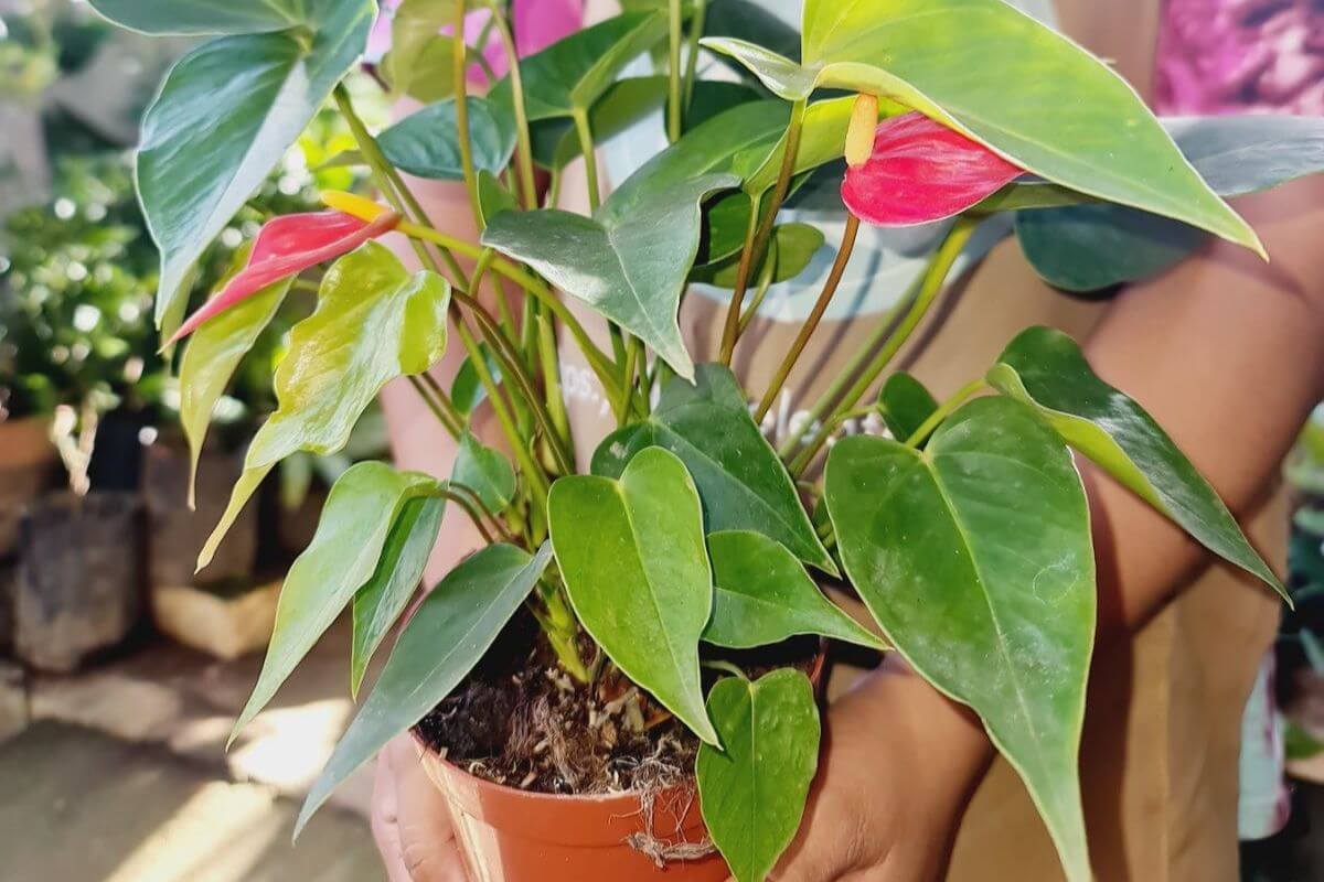 Anthurium The Heart That Keeps on Giving