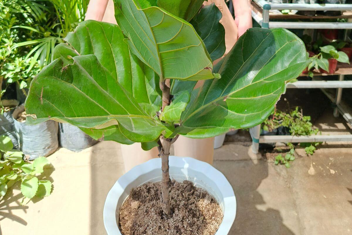 Fiddle Leaf Fig (Ficus lyrata)