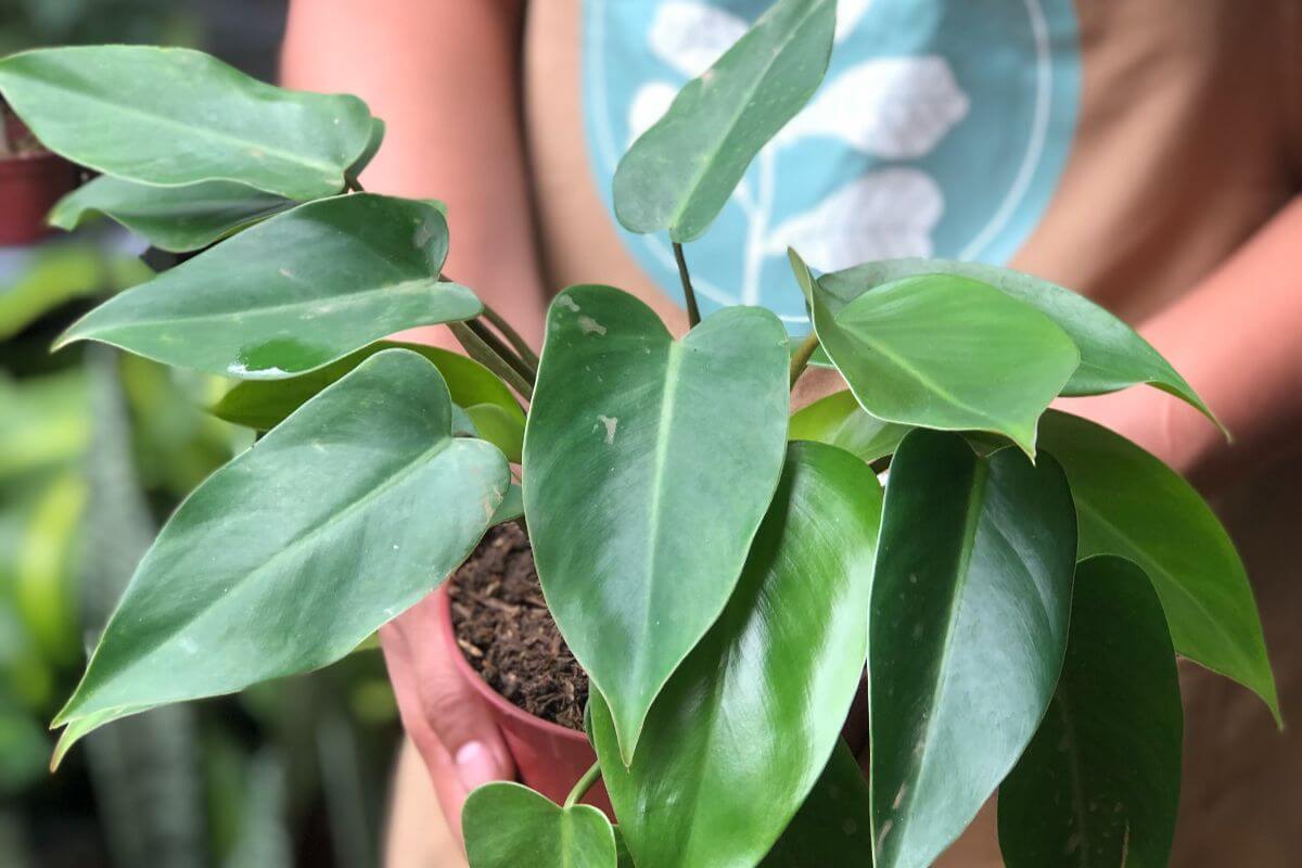 Heartleaf Philodendron The Clingy (But Cute) Type