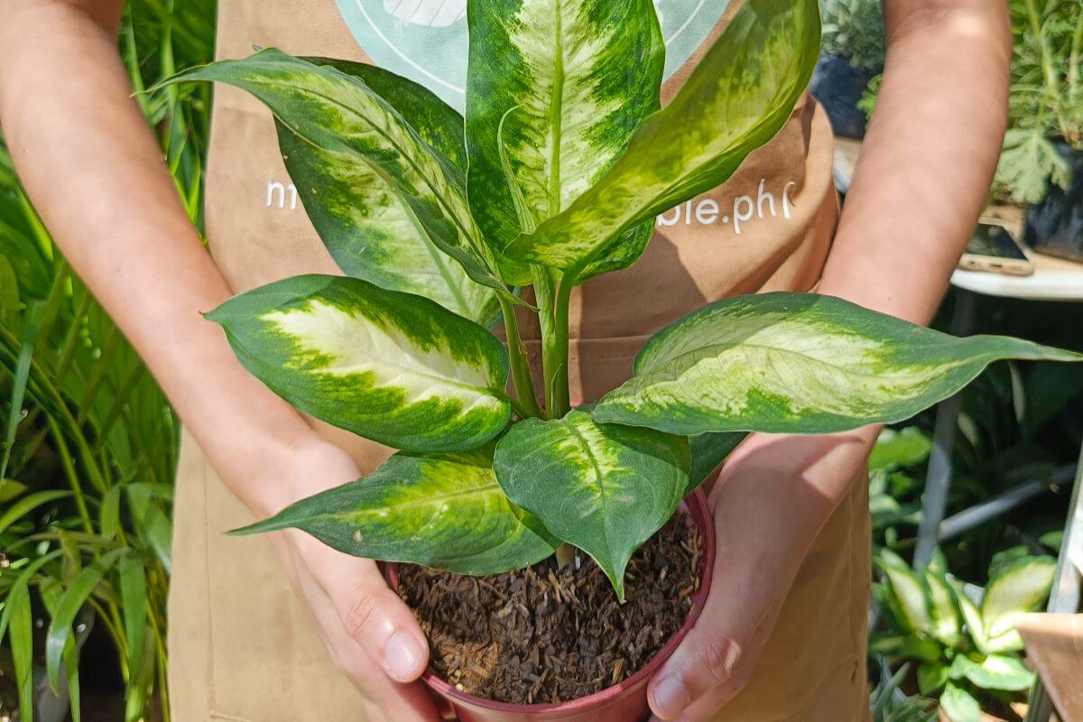 Marian Dieffenbachia The Bold yet Gentle Accent