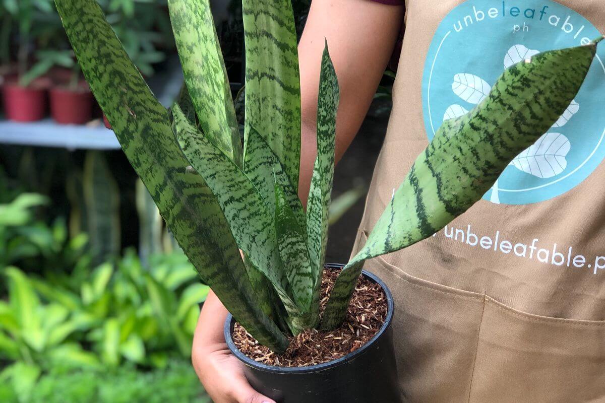 Robusta The No-Drama Plant Friend