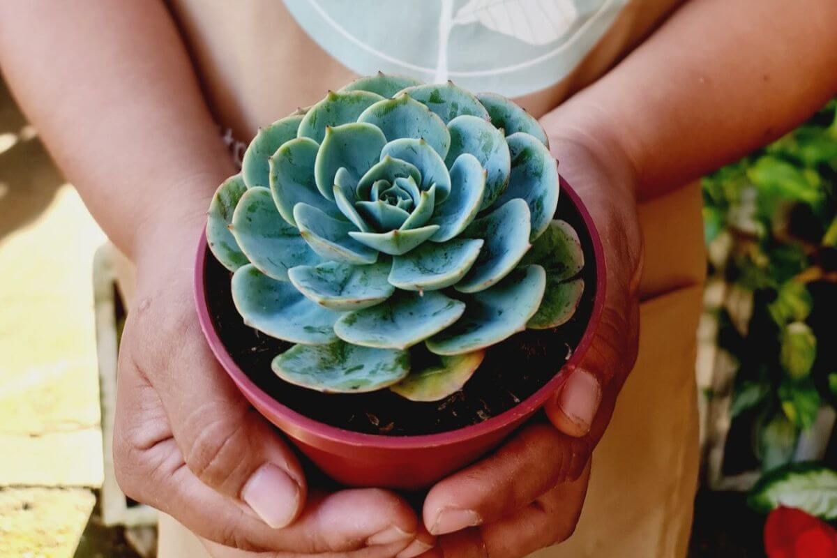 Rose Cabbage The Plot Twist Plant