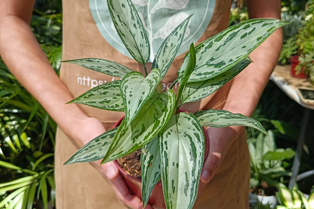Silver King The Elegant Foliage Wonder