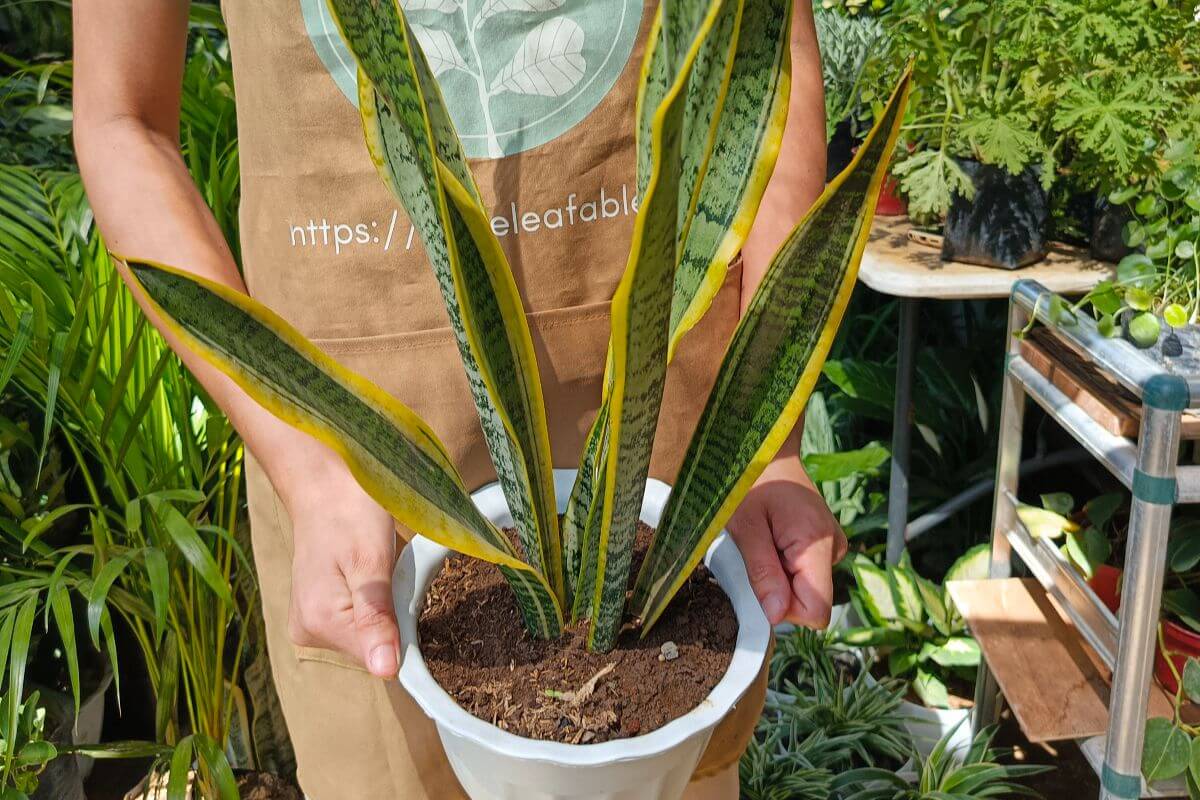Snake Plant The Indestructible Office Overachiever