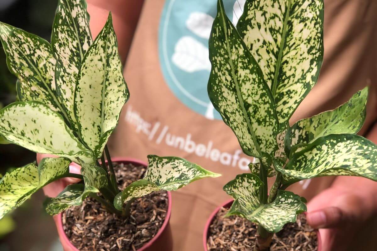 Aglaonema Snow White
