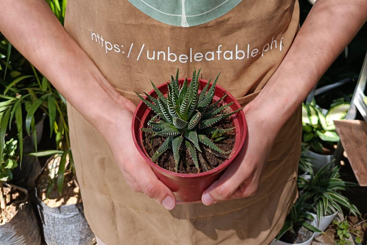 Zebra Cactus (Haworthia attenuata)