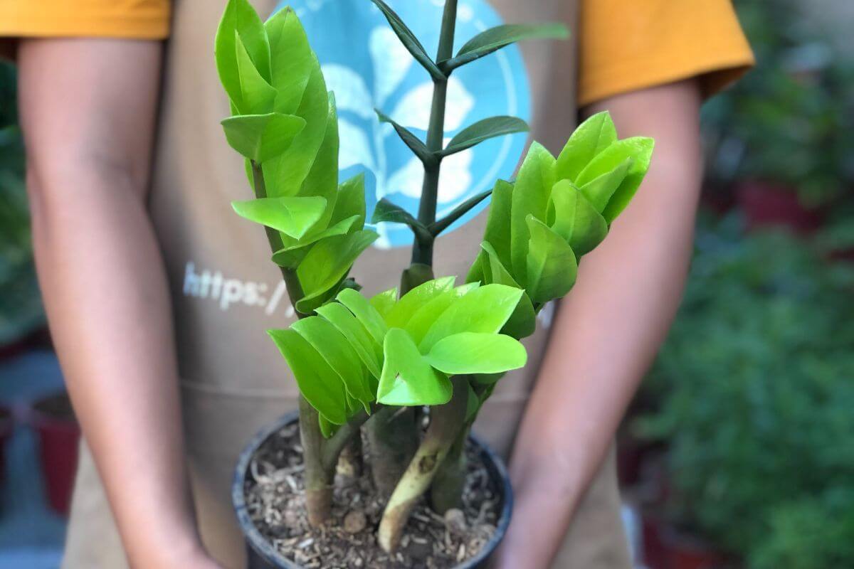 ZZ Plant The CEO of Effortless Survival