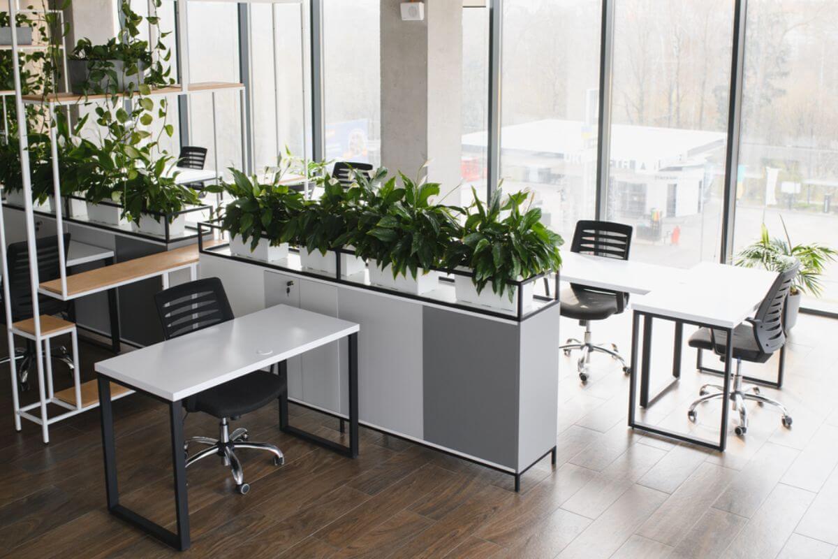 Plant Supplier in Makati: Keep Your Spaces Green, Healthy, and Stunning All Year