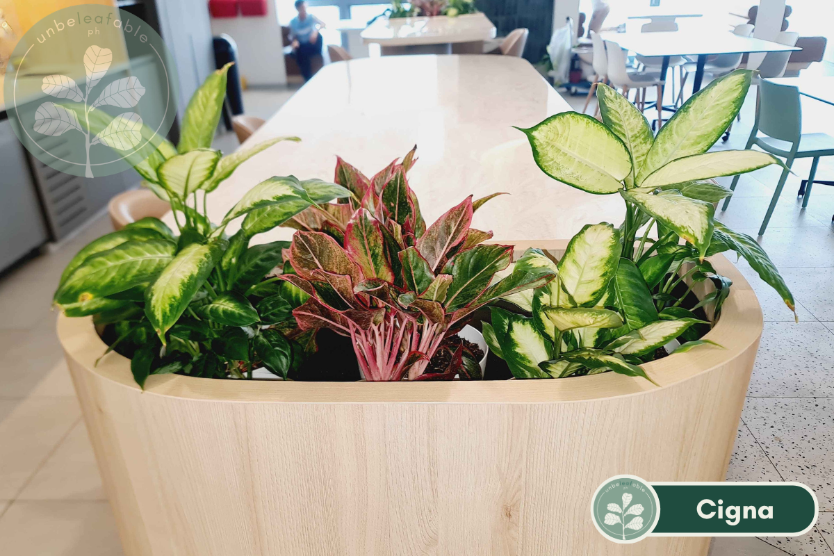 Bulk Indoor Plant Supply in Ortigas