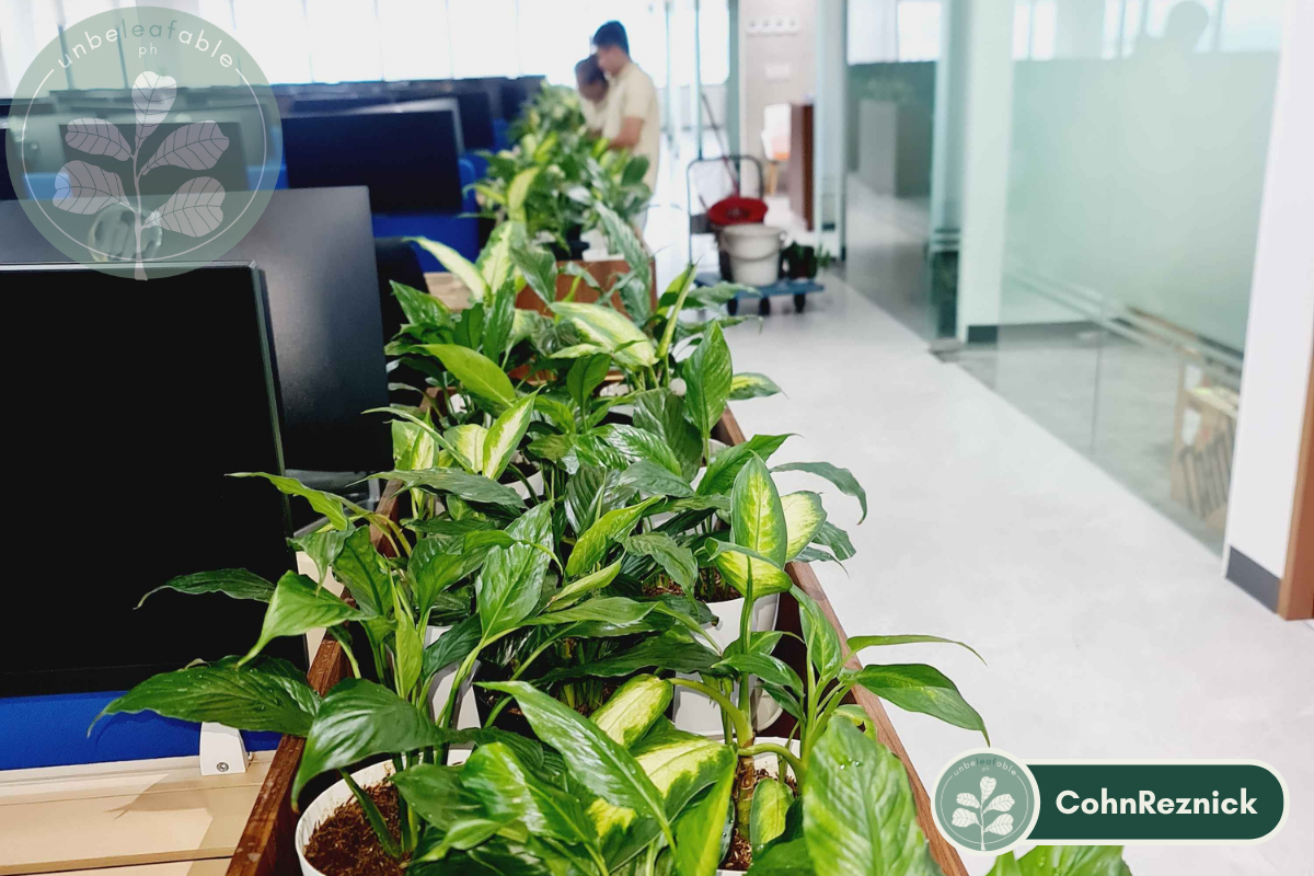 Automatic Plant Replacement