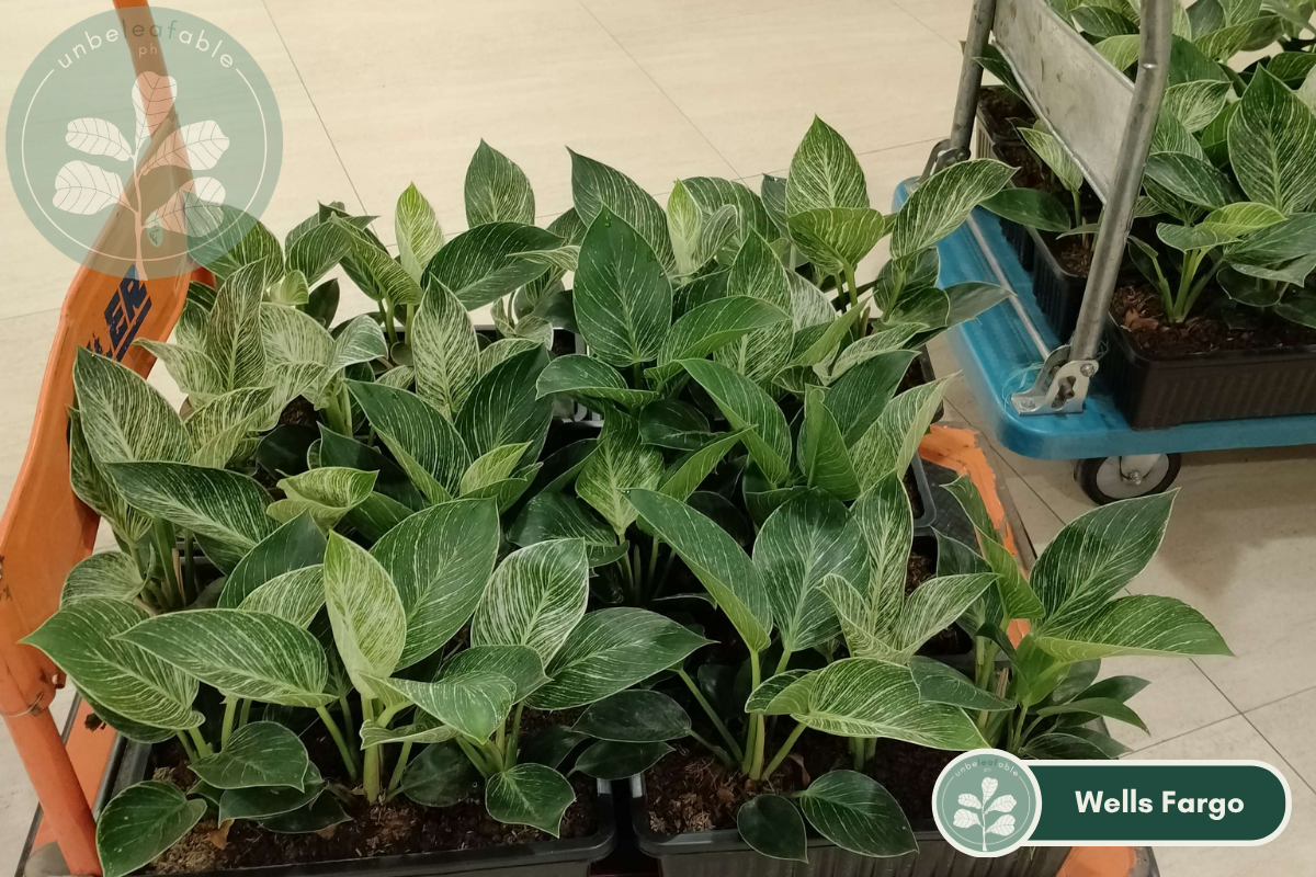 Indoor Plant for Desk Plants