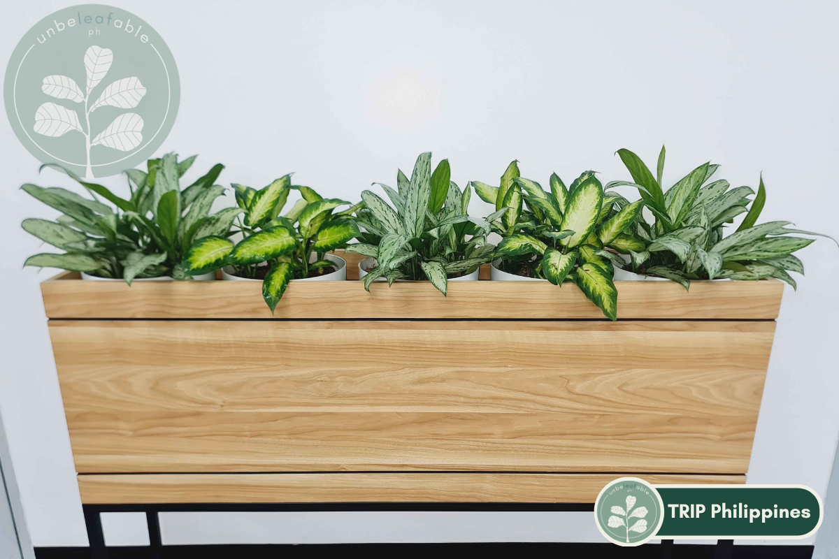 Weekly Plant Maintenance