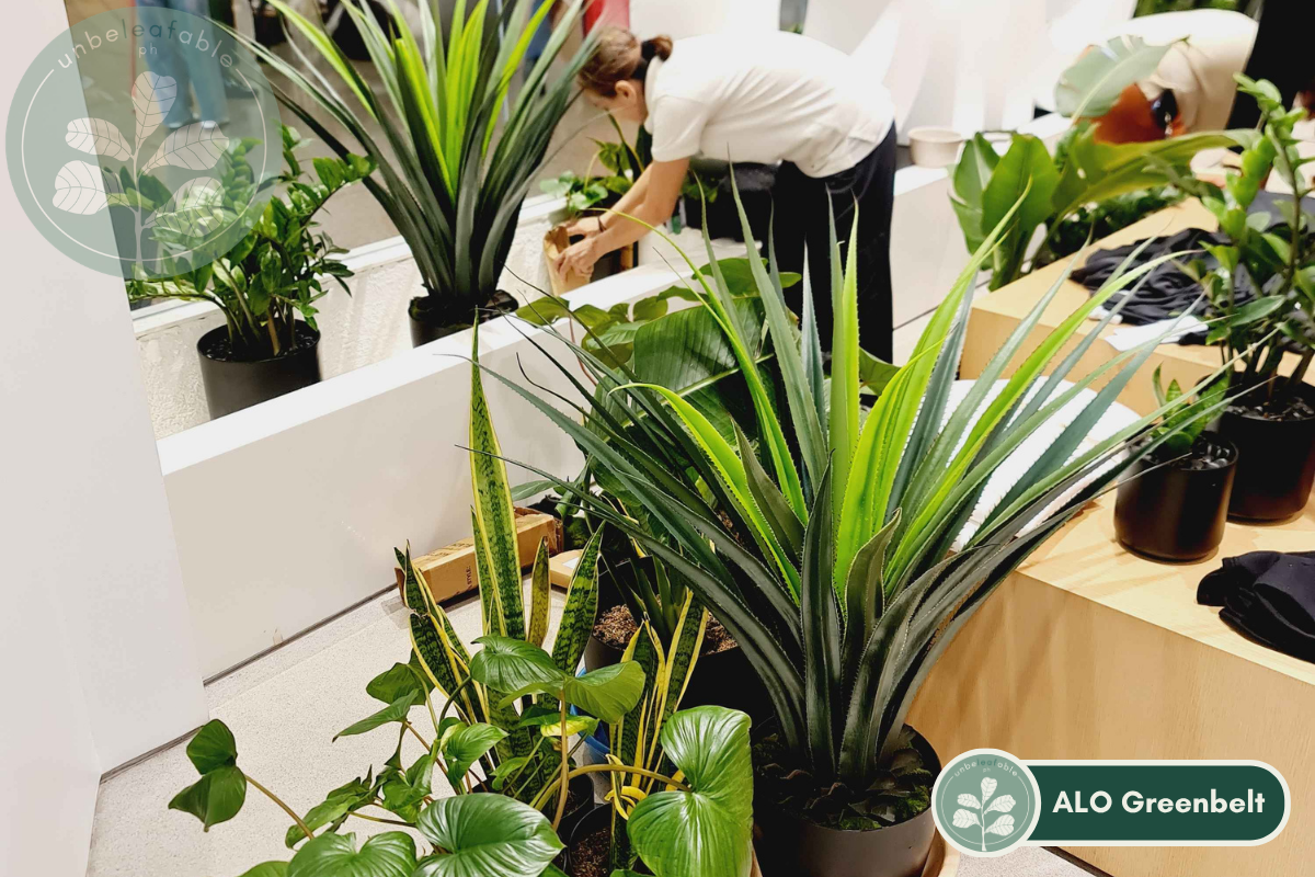 Unbeleafable staff attending to some indoor plants