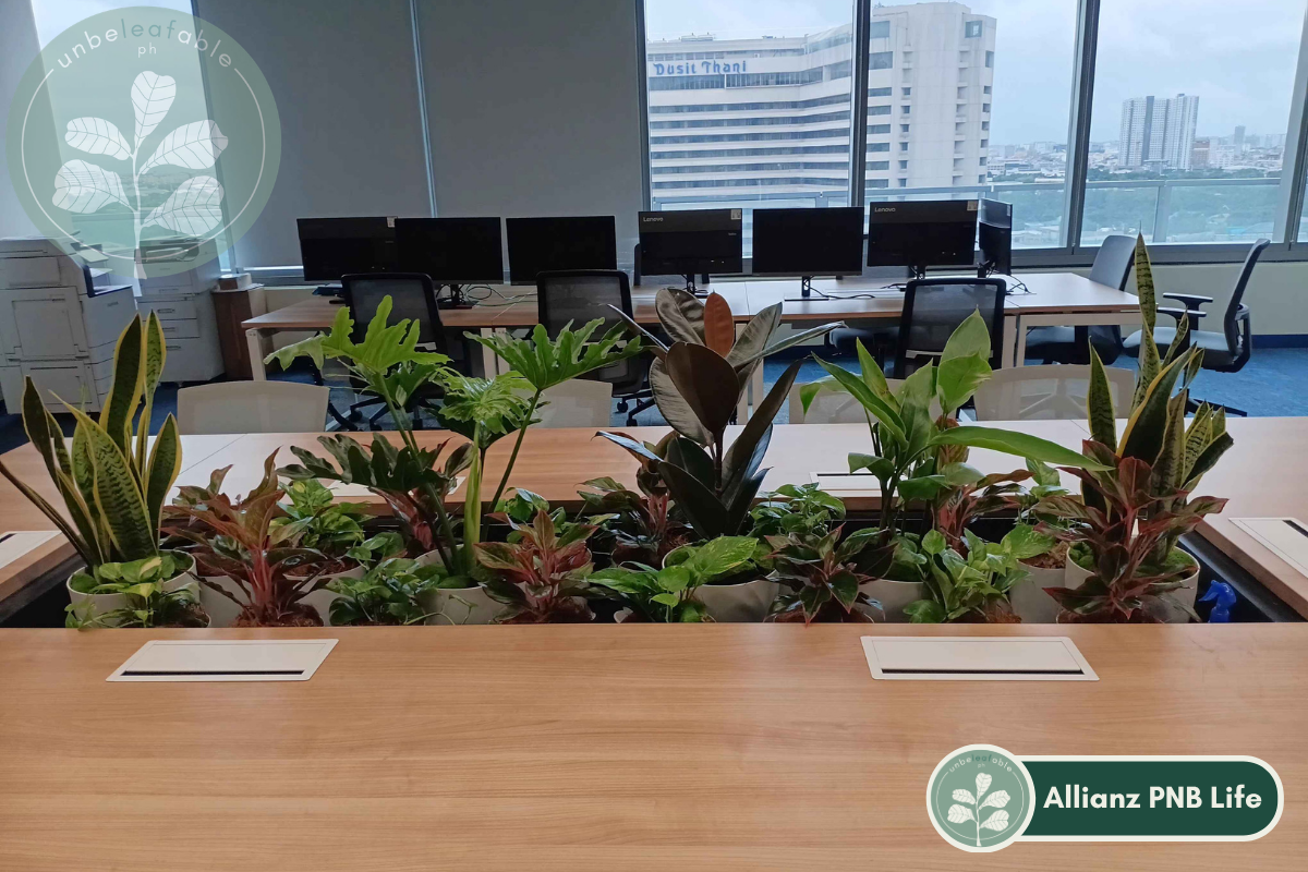 Office space with Unbeleafable indoor plant