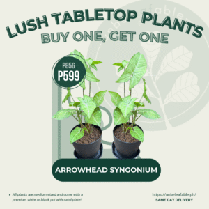 Buy One, Get One - Arrowhead Syngonium