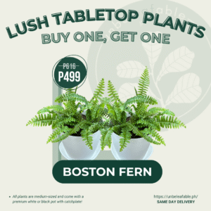 Buy One, Get One - Boston Fern