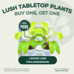 Buy One, Get One - Lemon Lime Philodendron