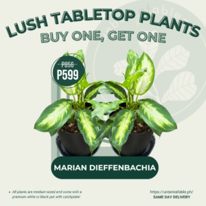 Buy One, Get One - Marian Dieffenbachia