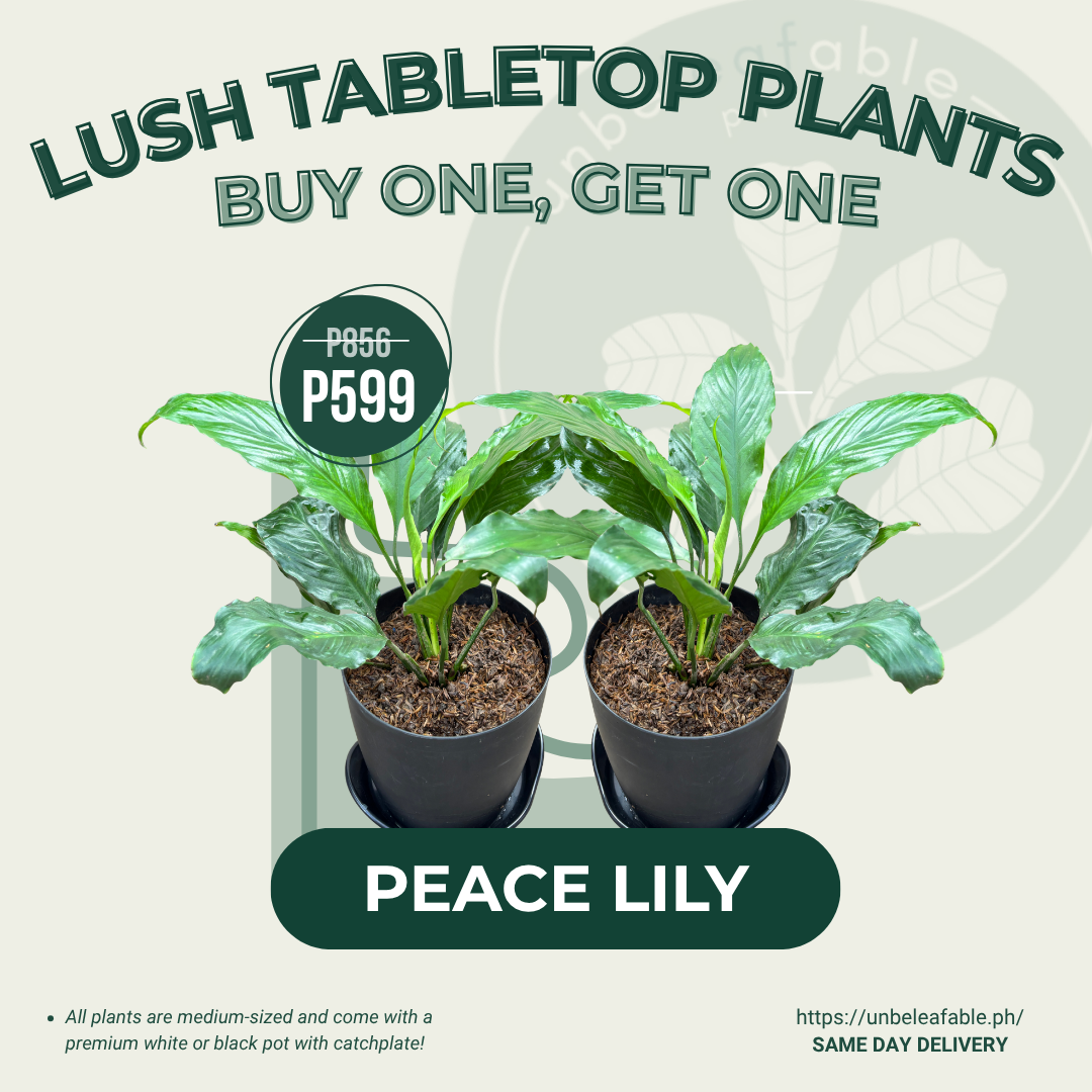 Peace Lily BOGO